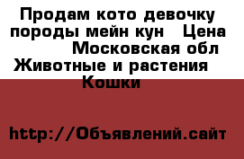 Продам кото-девочку породы мейн-кун › Цена ­ 8 000 - Московская обл. Животные и растения » Кошки   